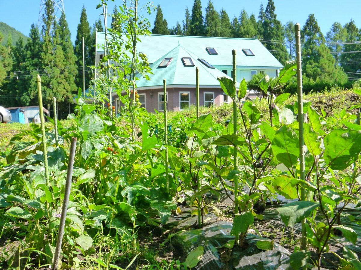 【夏野菜お届け♪】自家栽培の野菜をご自宅にお送りします！