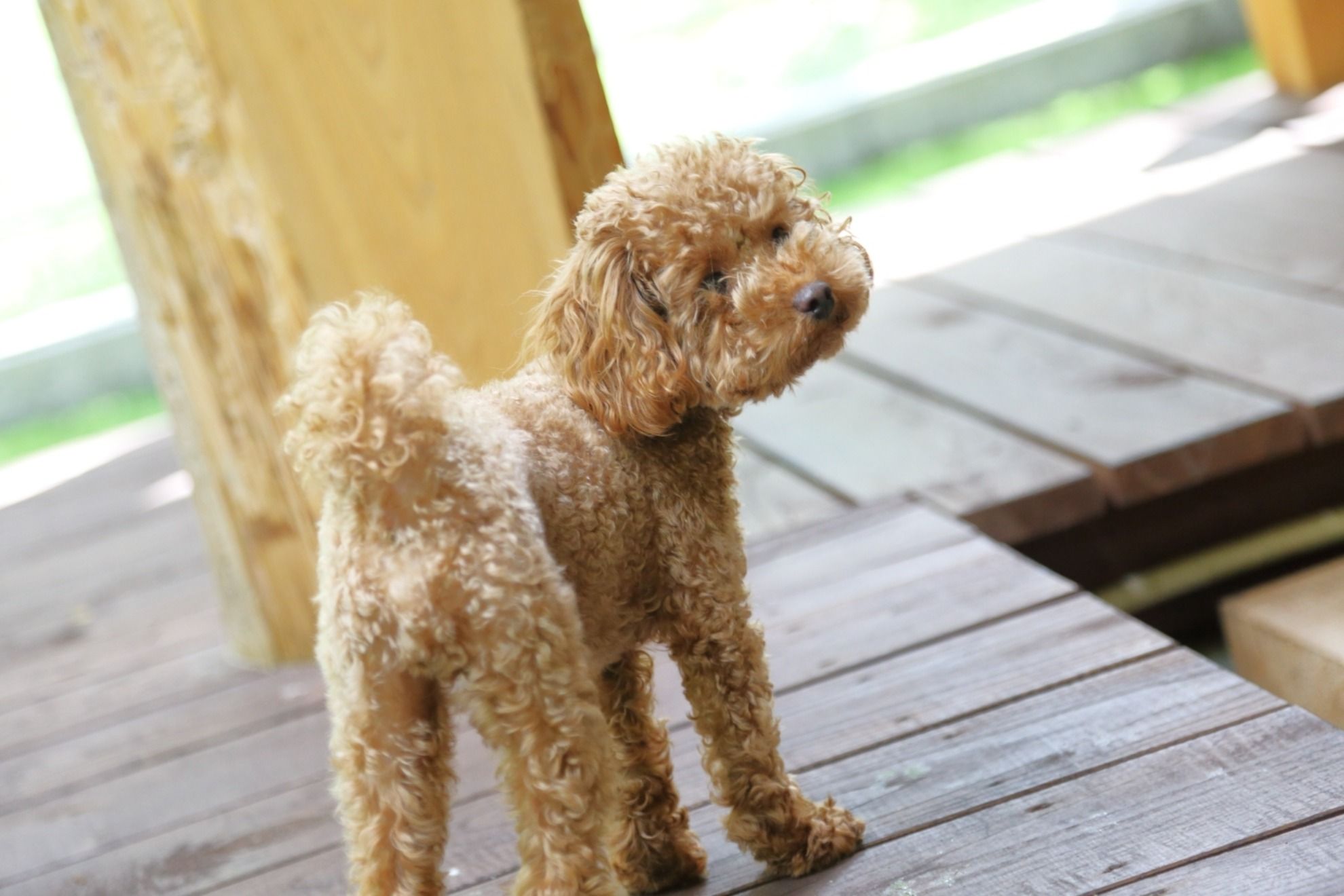 【愛犬とツリーハウス風コテージに泊まる】ちゃめハウス - 2