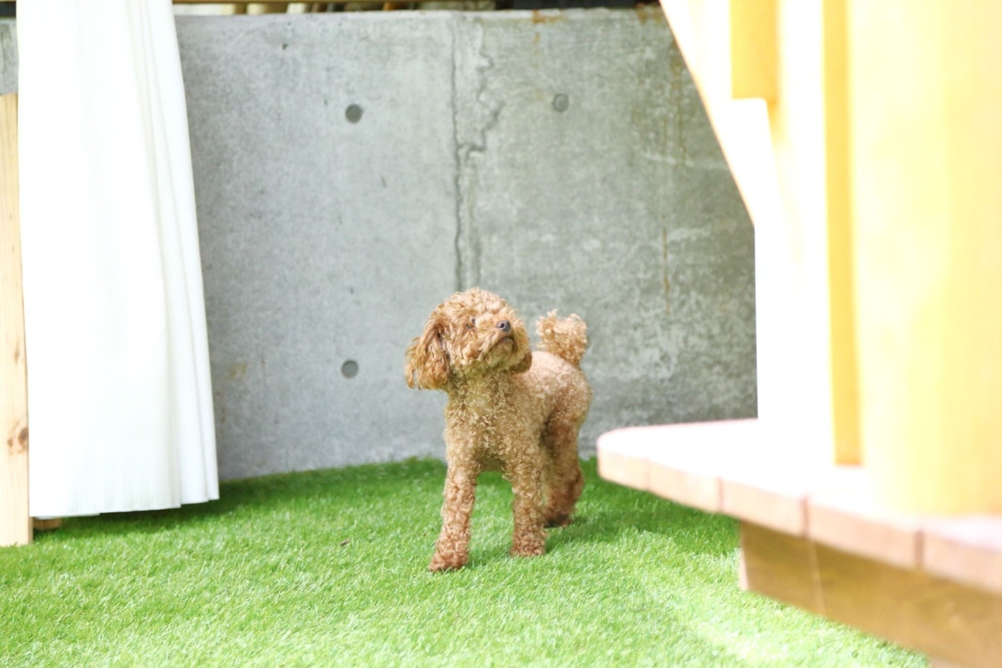 【愛犬とツリーハウス風コテージに泊まる】ちゃめハウス - 3