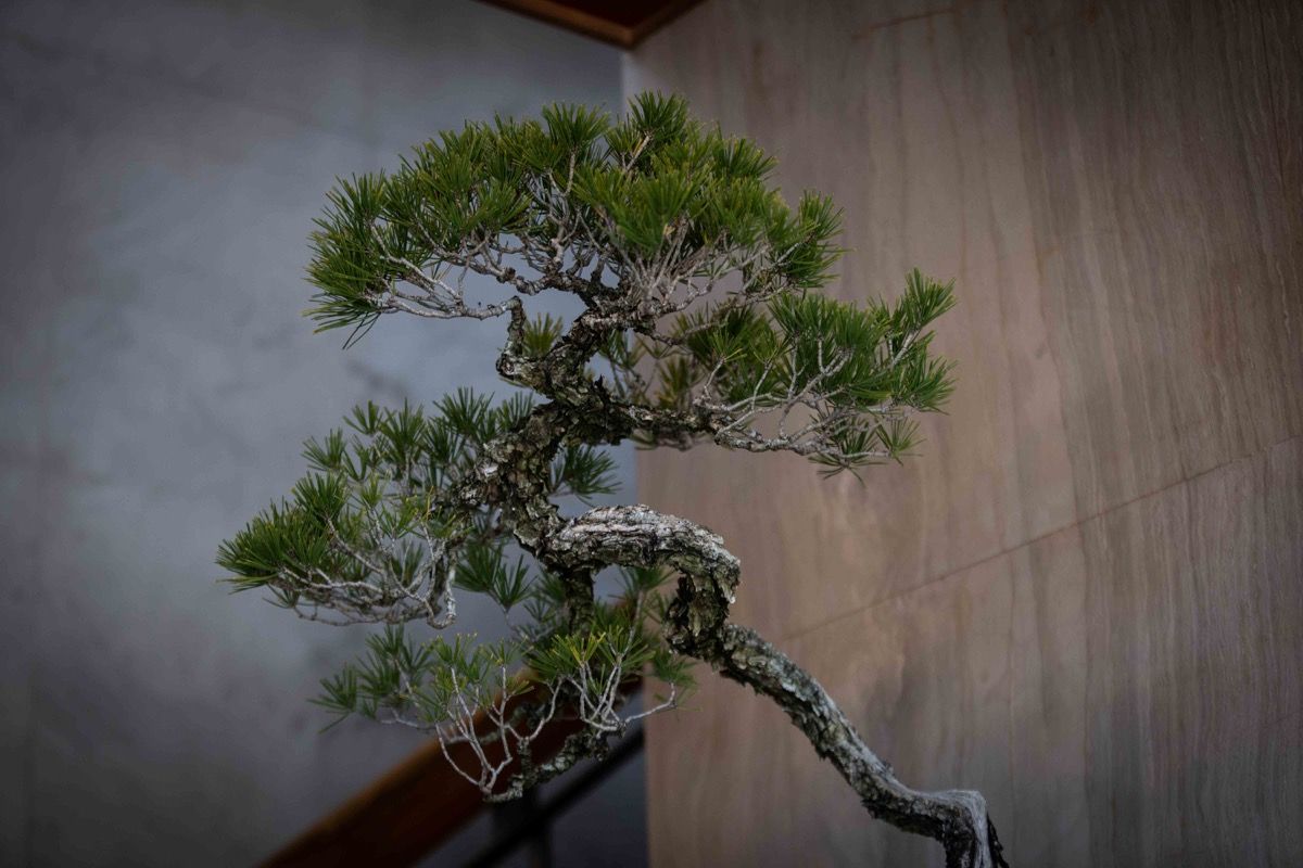 Bonsai Experience in Takamatsu - 6
