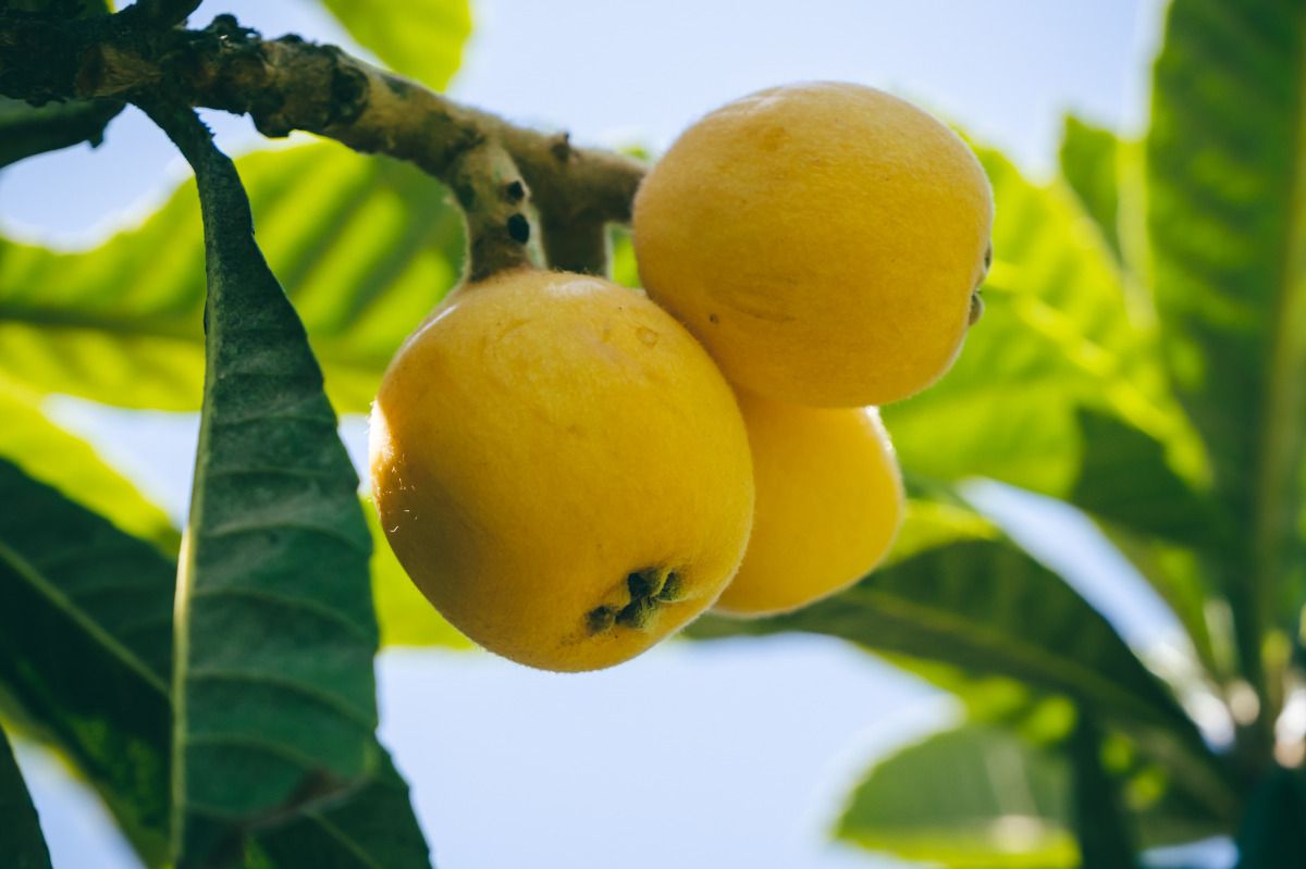 LOQUAT 西伊豆