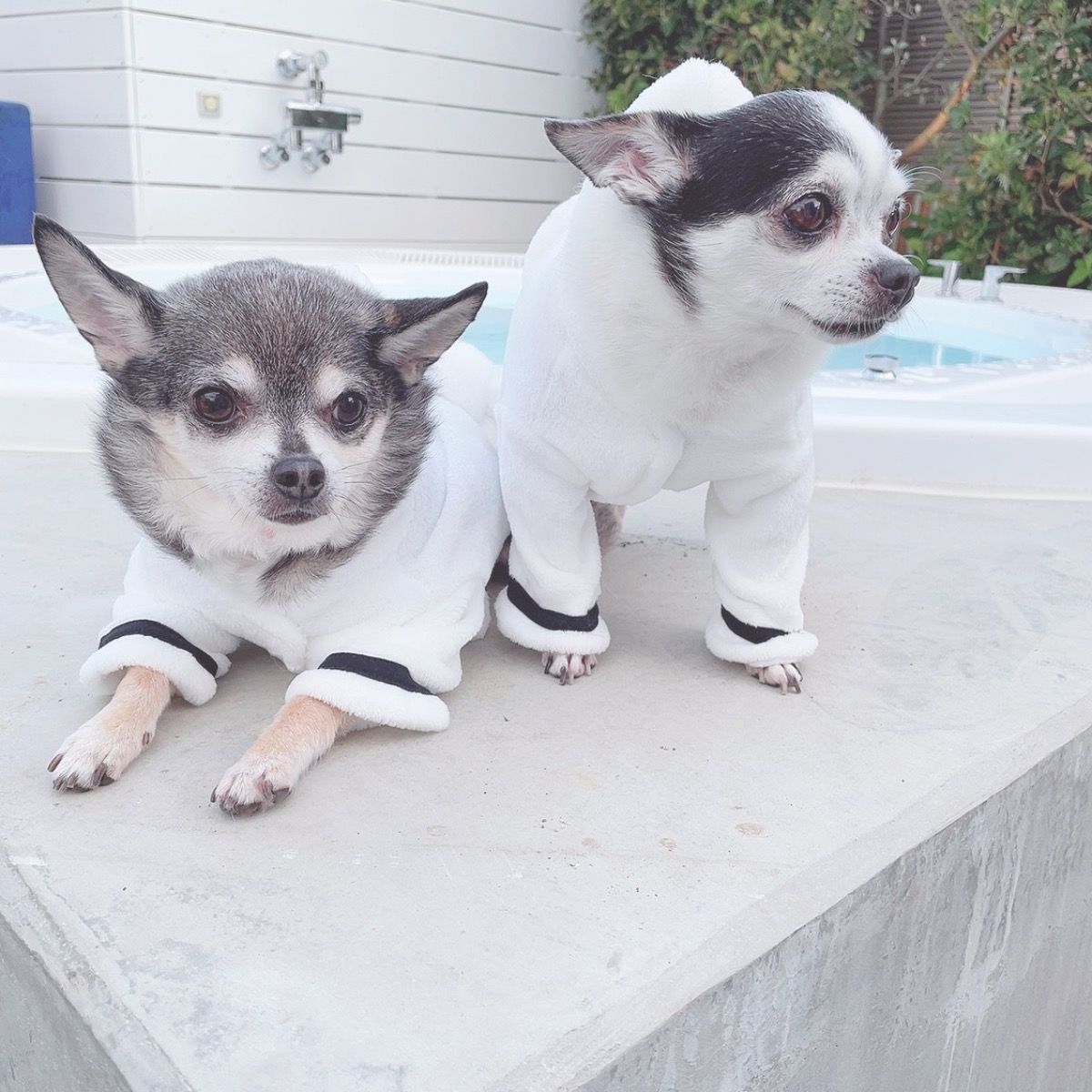 愛犬とお泊まり！モーニング付きプラン