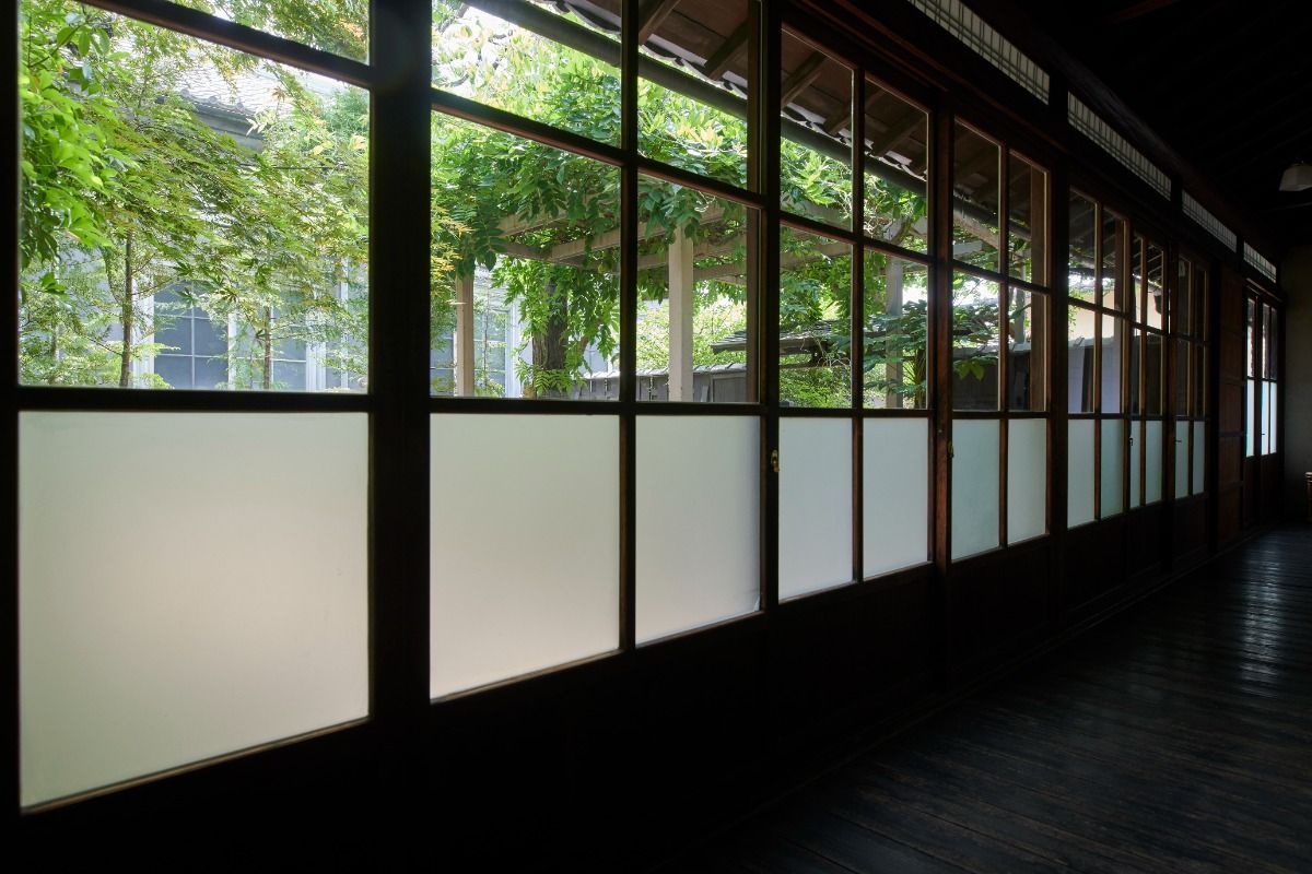 白藤 - 12