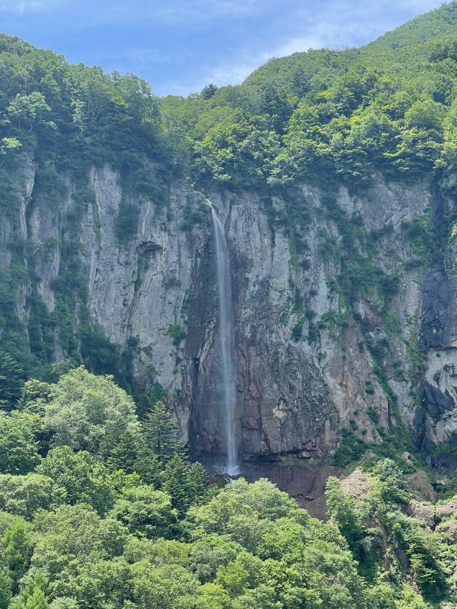 白藤