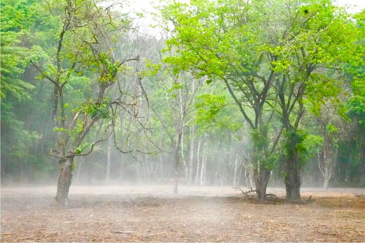FOREST AREA