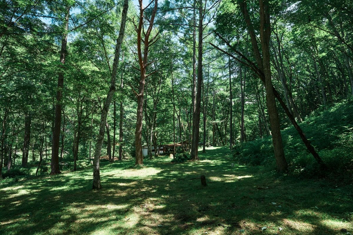 Forest A【Loungeの近く、緩やかな傾斜の林間】 - 1