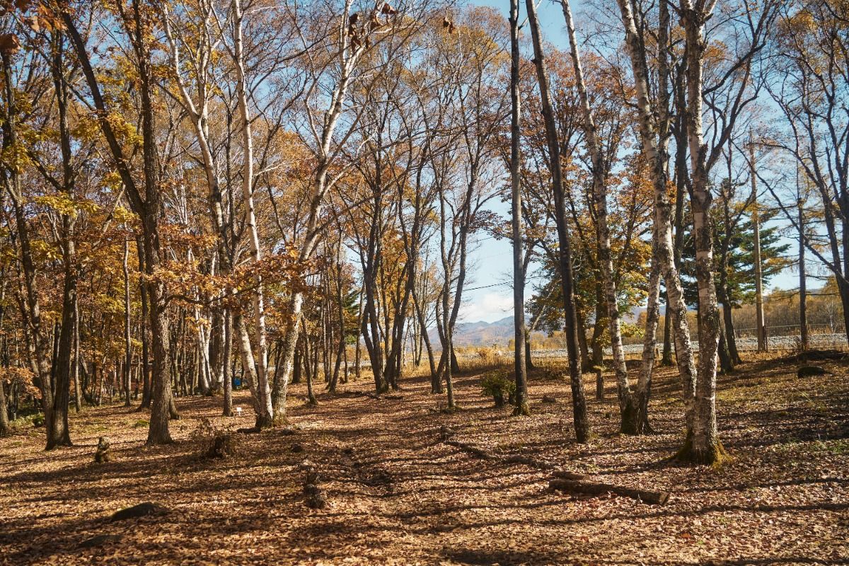 Forest B【ローカル線沿い、心地良い高原の林間】 - 1