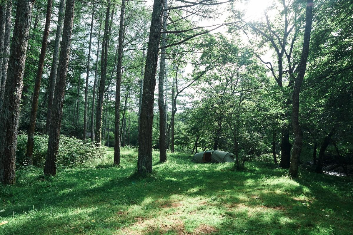 Forest C【針葉樹に囲まれた川沿い 4WD限定サイト】 - 1