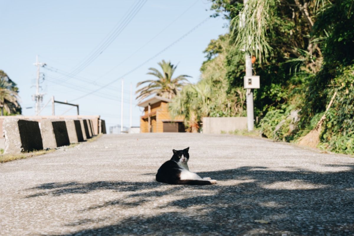 ねこ旅プラン