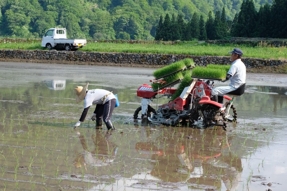 【5/30限定】結東の石垣田 田植え体験プラン 1泊2日 - 8