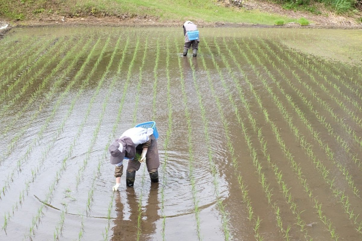 【5/30限定】結東の石垣田 田植え体験プラン 1泊2日 - 9
