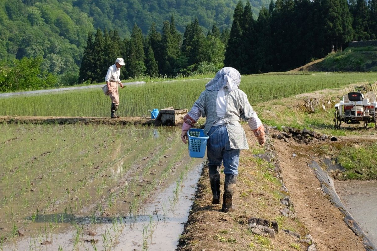 【5/30限定】結東の石垣田 田植え体験プラン 1泊2日 - 10