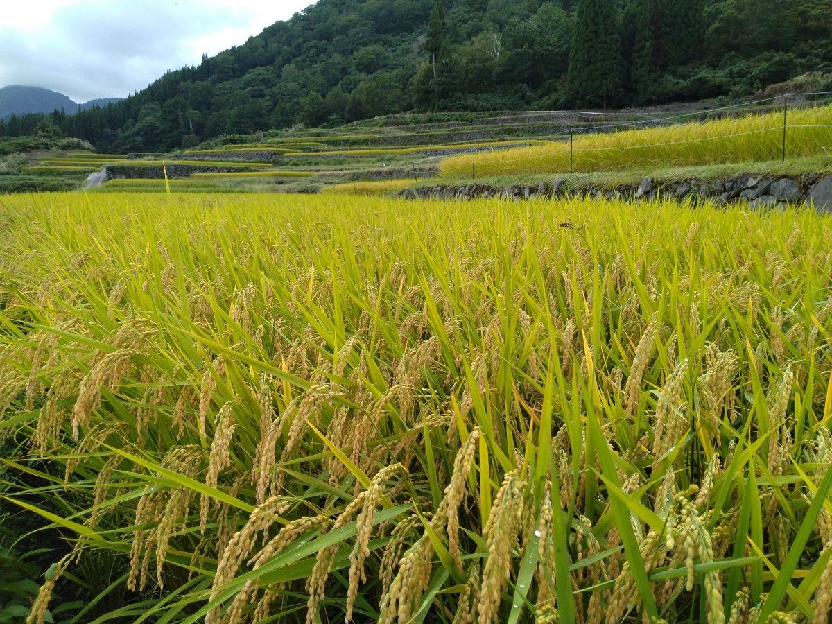 【9/26限定】結東の石垣田 稲刈り体験プラン 1泊2日 - 8