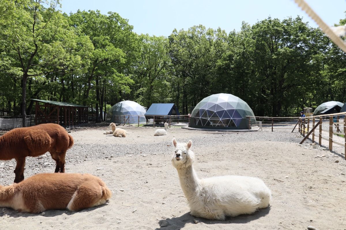 アルパカグランピング