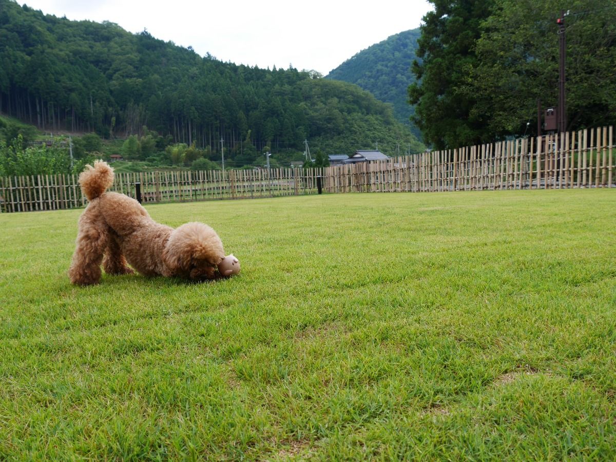 わんちゃんと一緒に古民家貸し切り泊【プライベートドッグラン】 - 7