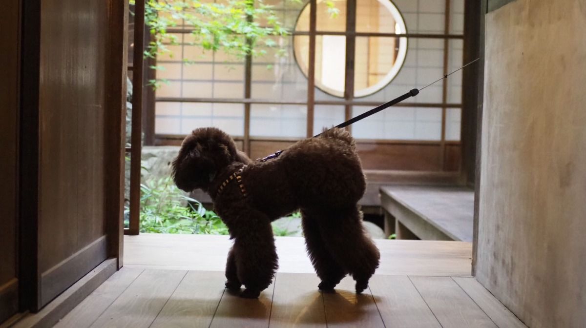 【ペット同伴可プラン】ワンちゃんと泊まれる一棟貸切古民家宿 - 3