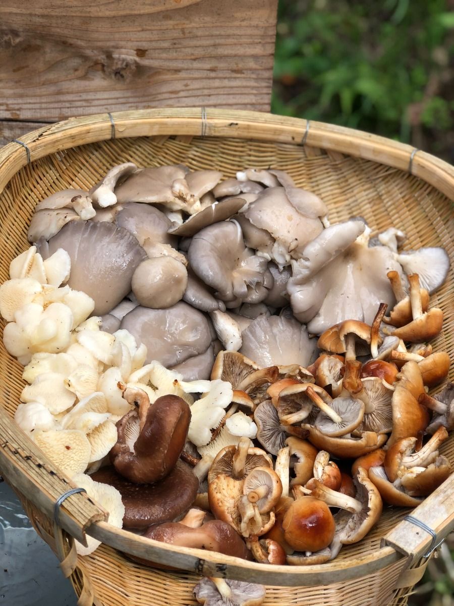 秋の恵み!野沢温泉で楽しむキノコ狩 - 2