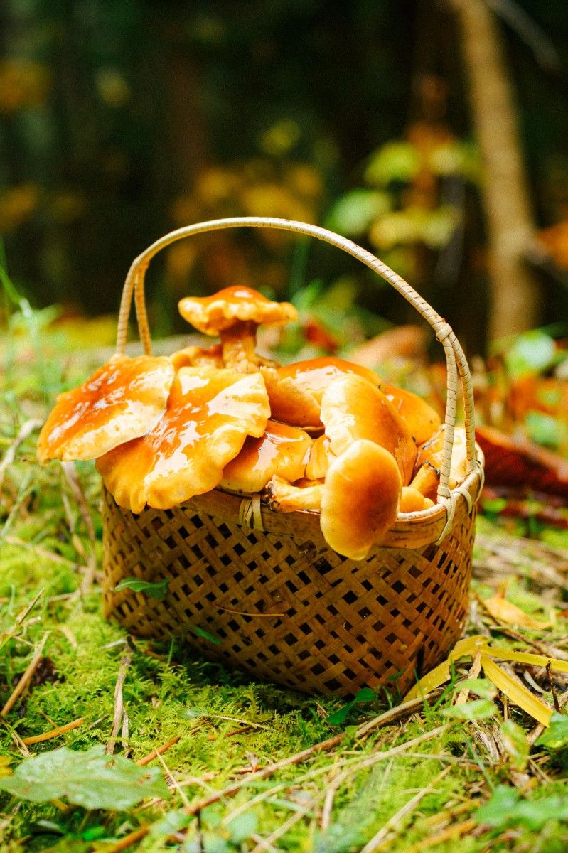  Autumn's Bounty! Enjoy Mushroom Picking in Nozawa Onsen