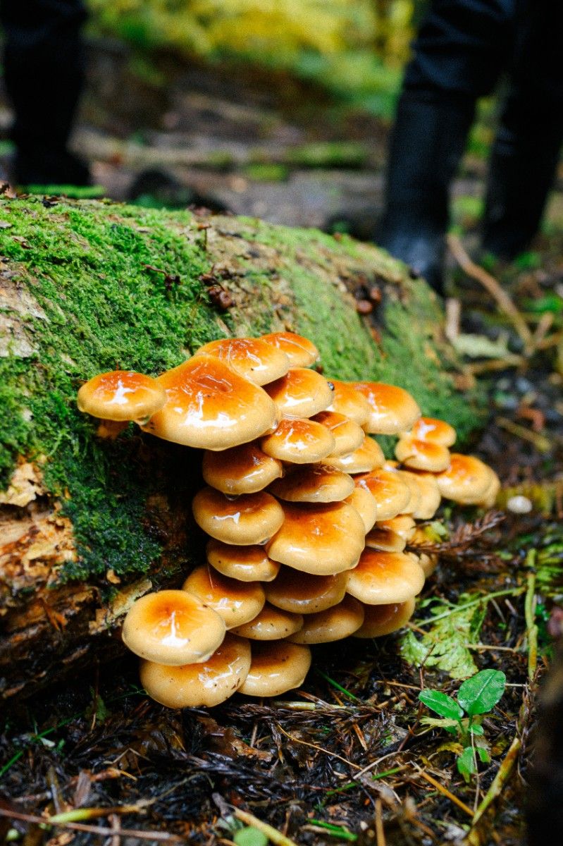  Autumn's Bounty! Enjoy Mushroom Picking in Nozawa Onsen - 2