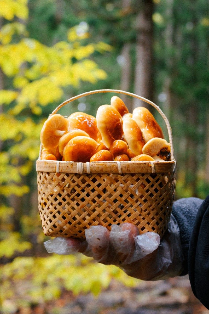  Autumn's Bounty! Enjoy Mushroom Picking in Nozawa Onsen - 3