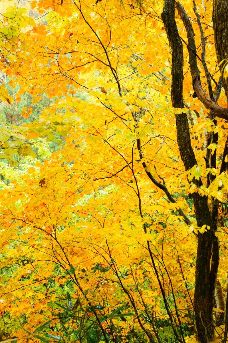  Autumn's Bounty! Enjoy Mushroom Picking in Nozawa Onsen - 4