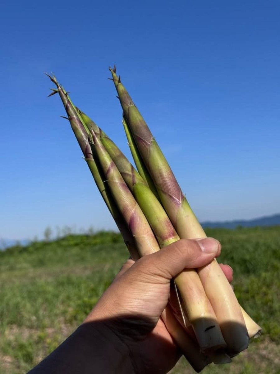 Negoma Bamboo Shoots (Snow Country Bamboo Shoots) Harvesting Experience (By Request Only) - 7
