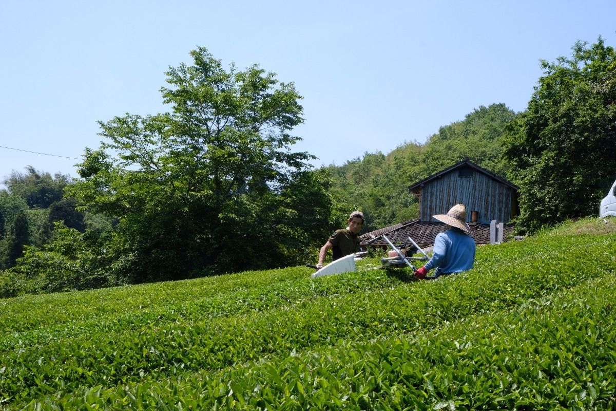 にのらく茶園 お茶摘みツアー[5/19(月)] - 4