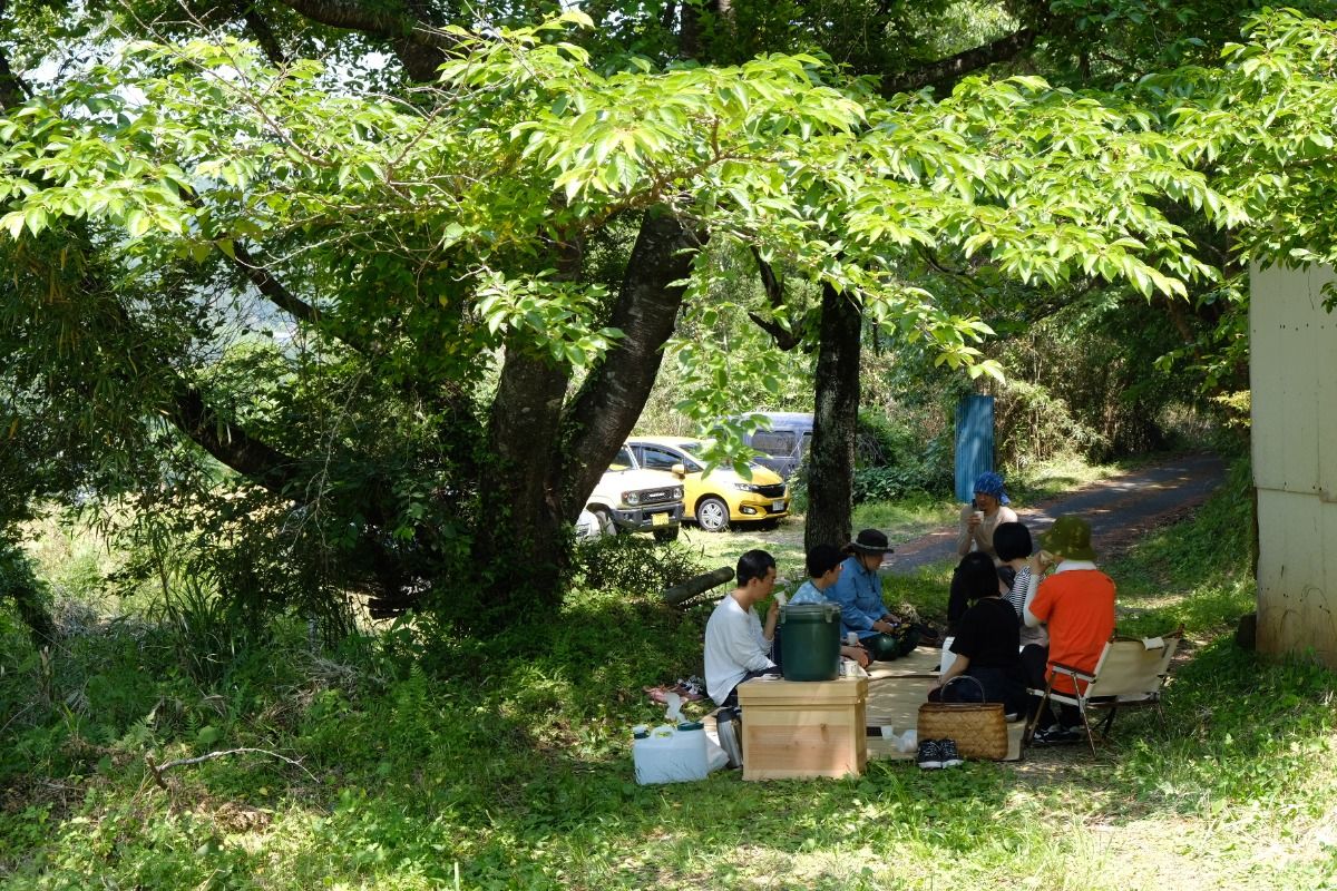 にのらく茶園 お茶摘みツアー[5/19(月)] - 5