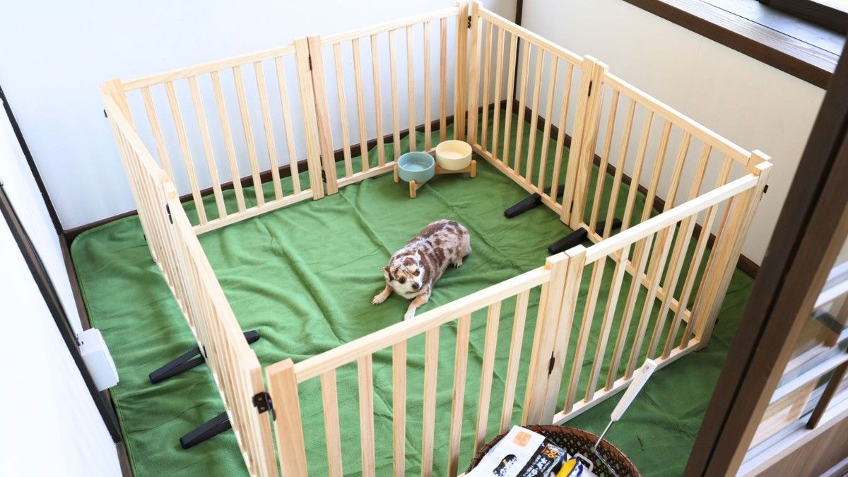 【ペット可モニター|1泊2食】愛犬と一緒に愉しむBBQプラン - 4