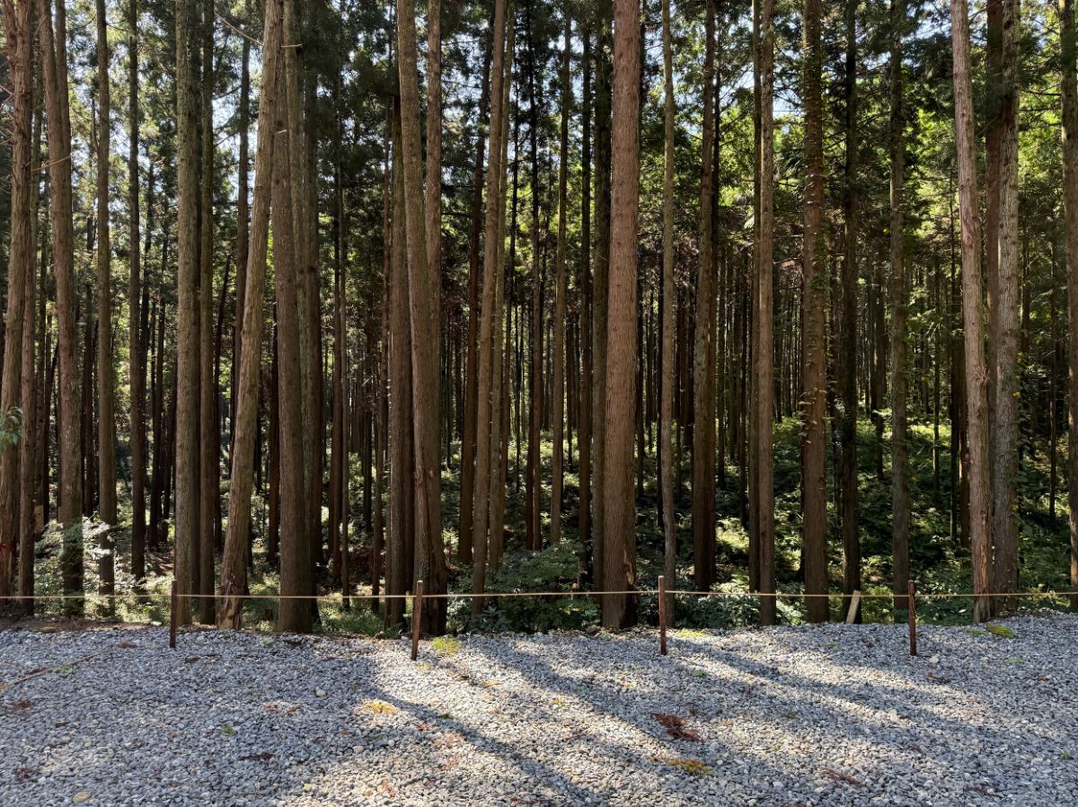 14_Standard site with power supply【Forest view】 - 2