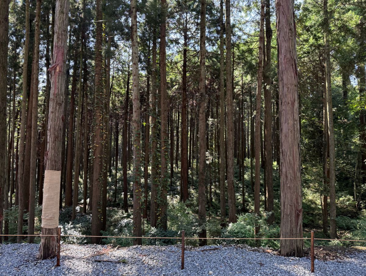 15_Standard site with power supply【Forest view】 - 2