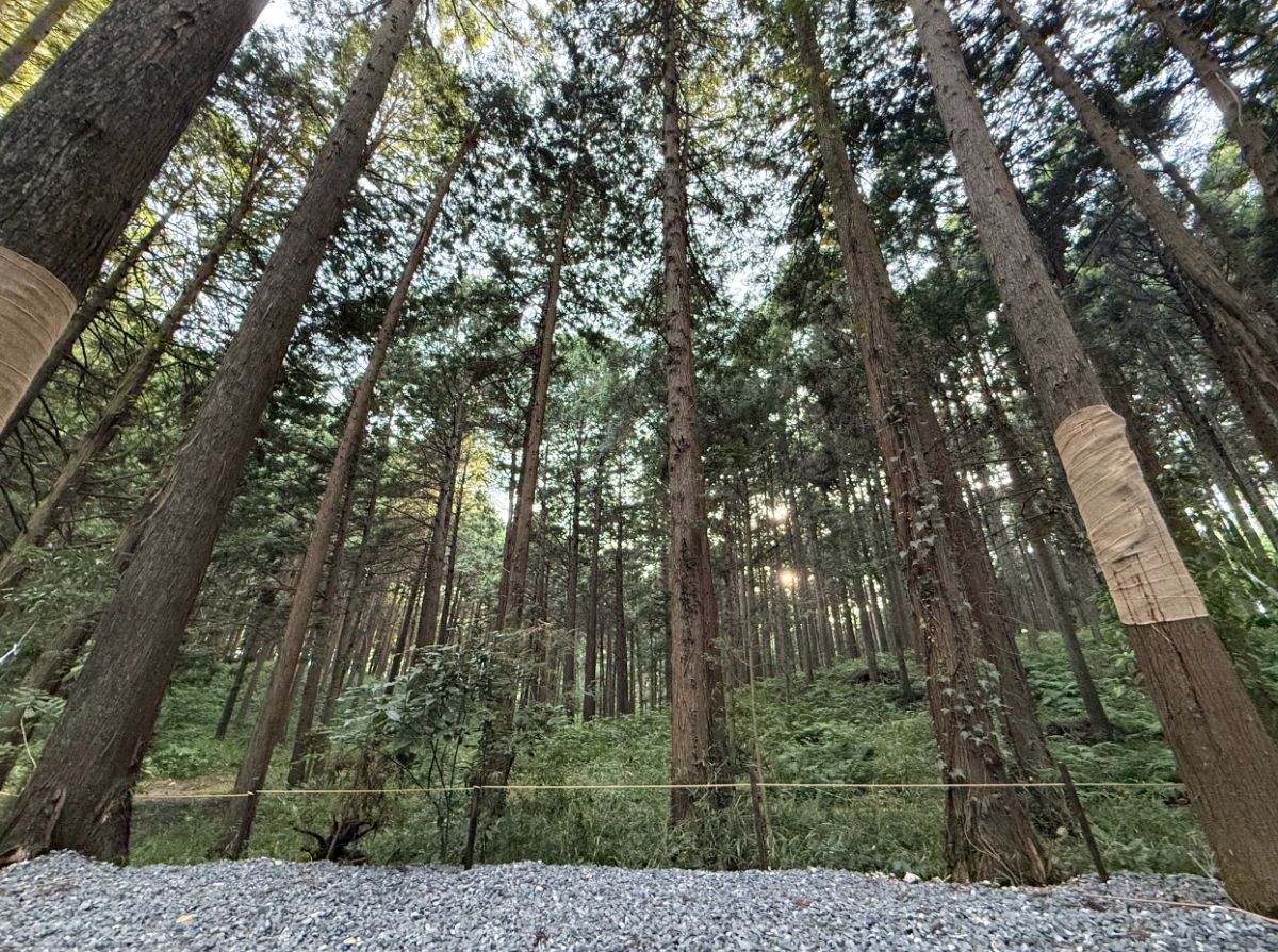 24_Solo/Duo site【Forest view】 - 2