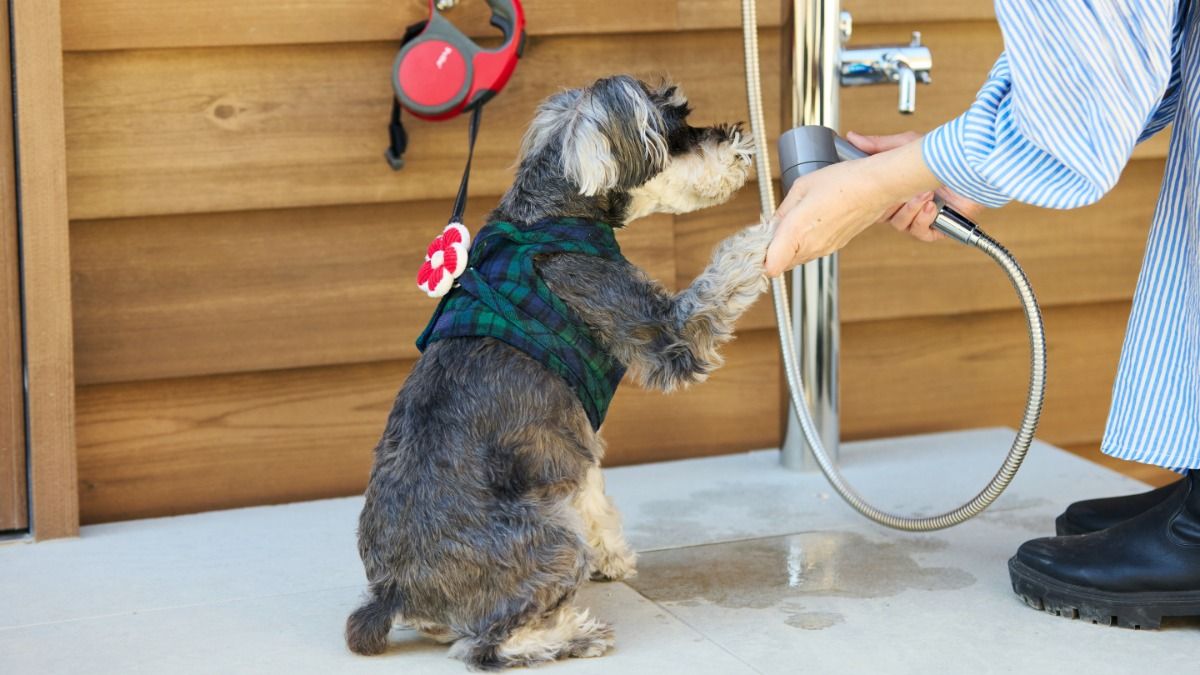 Dog Friendly Cottage(愛犬可) - 5