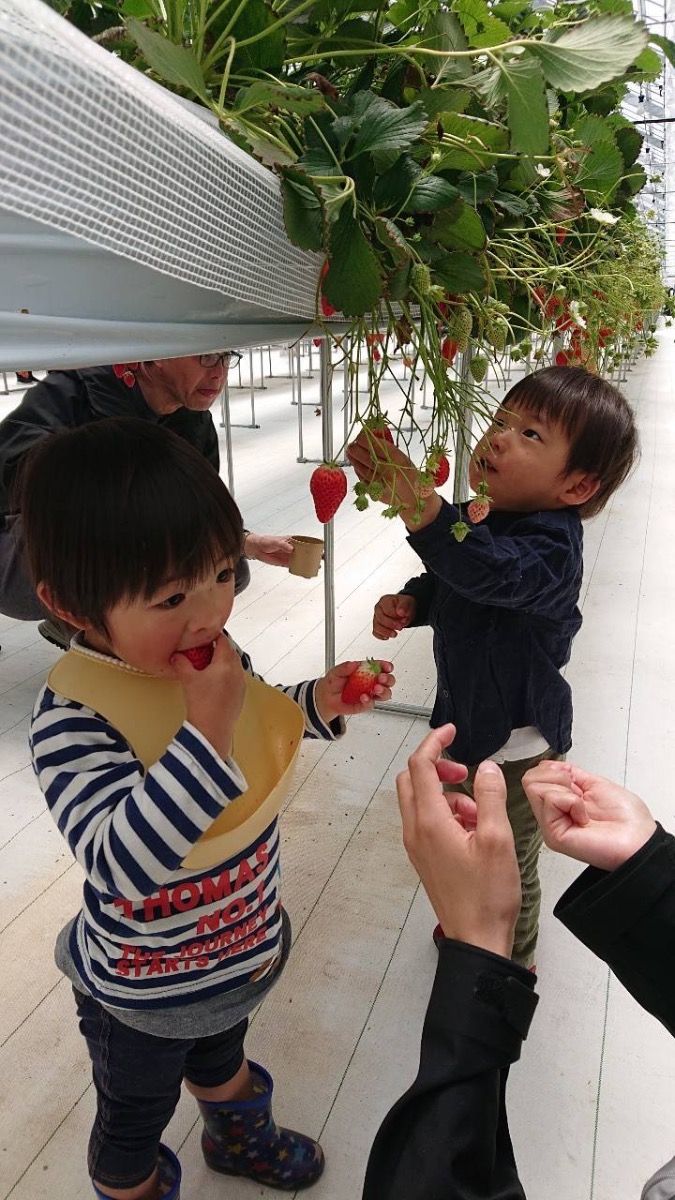 〔4月末まで・お子様半額〕完熟いちご狩りプラン - 2