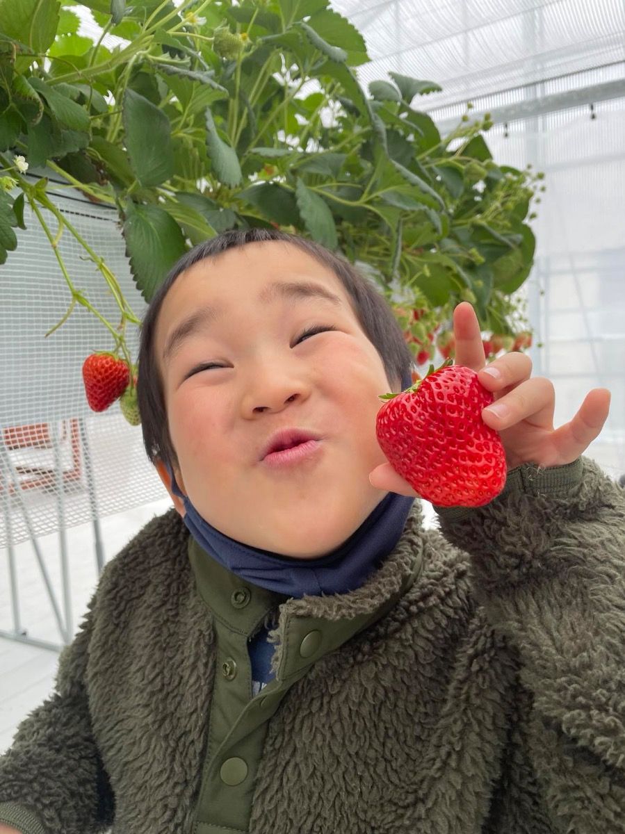〔4月末まで・お子様半額〕完熟いちご狩りプラン - 4