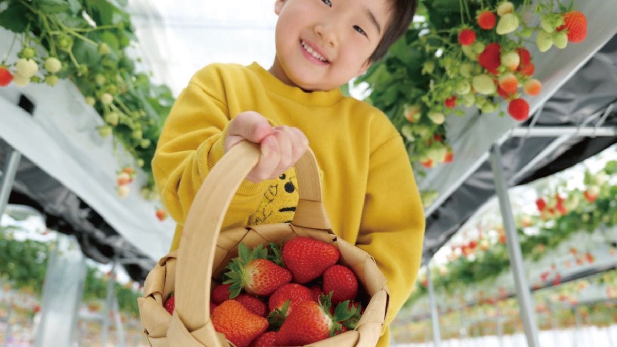 〔4月末まで・お子様半額〕完熟いちご狩りプラン - 6