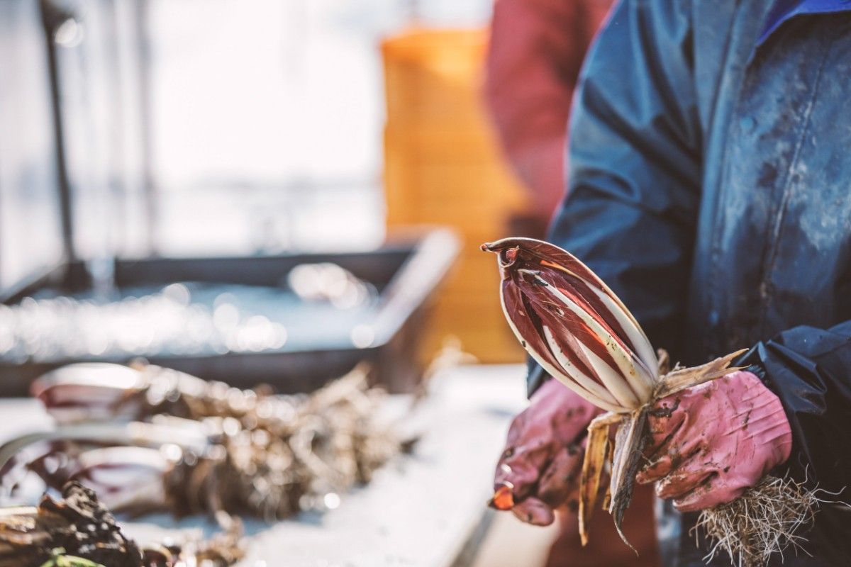 【No Gear Needed! Harvesting Experience Plan】Onsen & Breakfast Included - 1