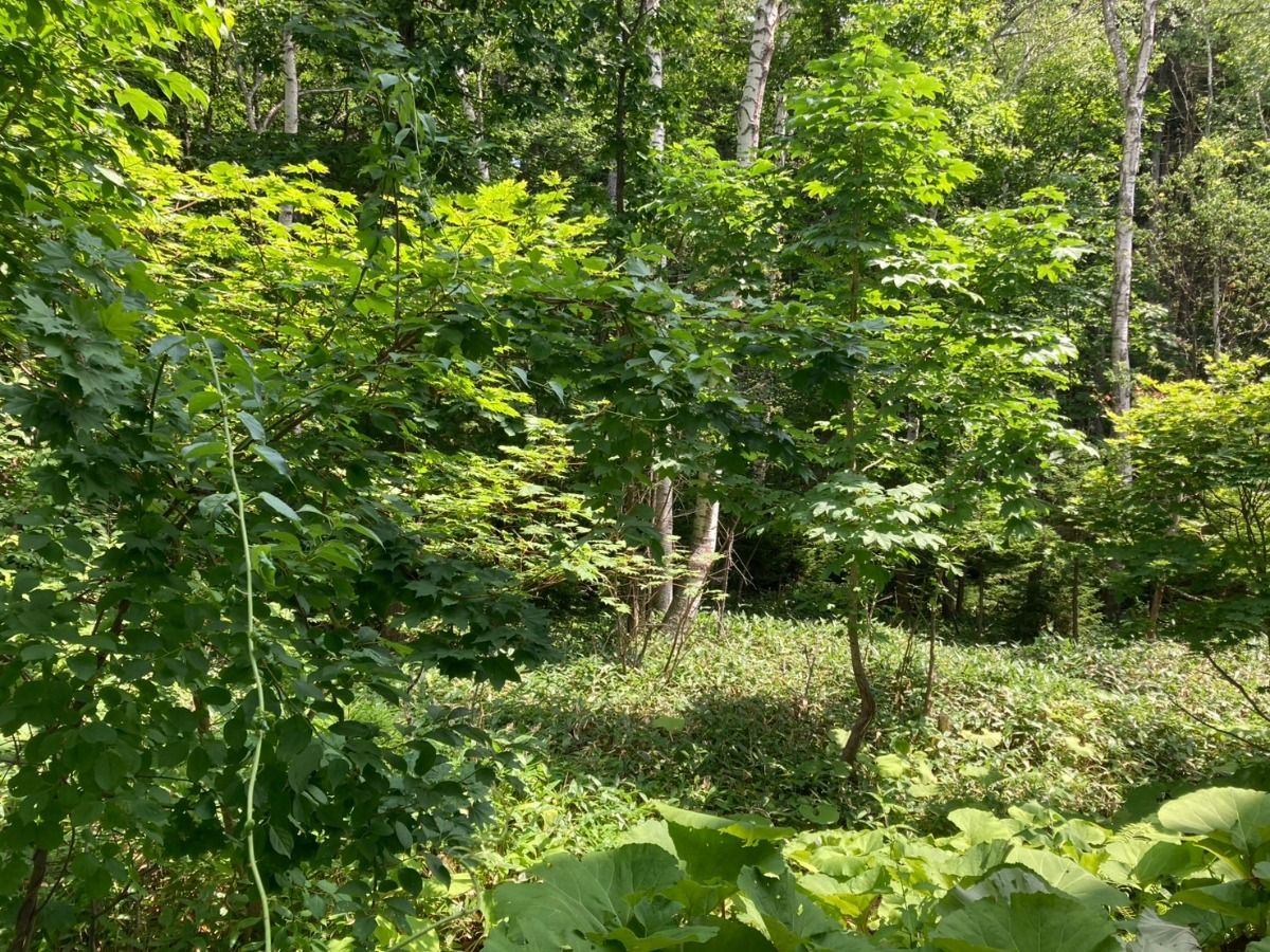 Forest View Room - 1