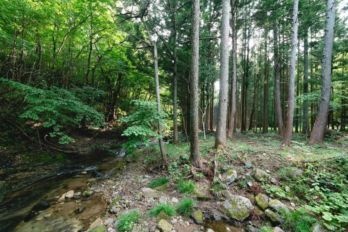 LOG