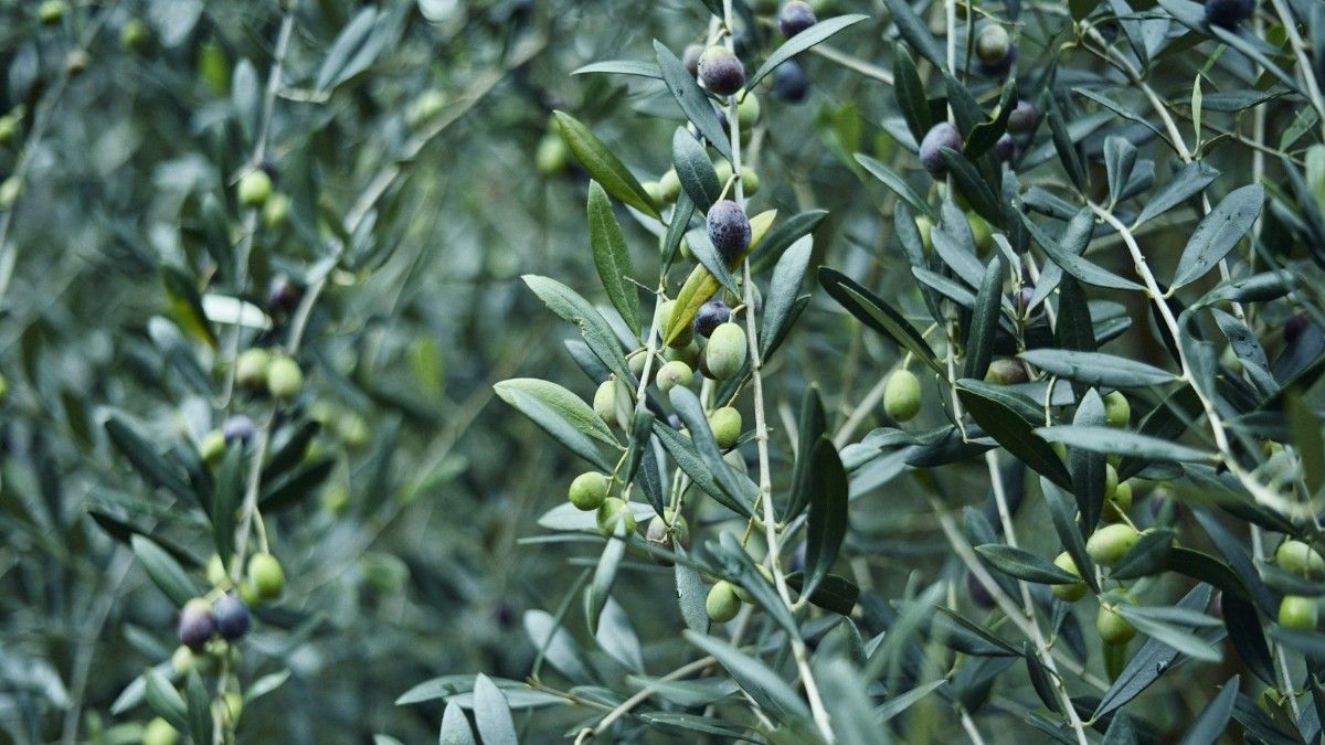 Hiire IZU OLIVE - 3