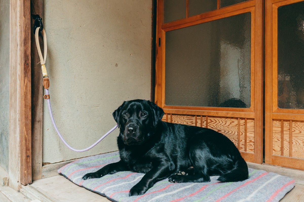 Pet-Friendly Traditional Japanese House, All to Yourselves — With Private Sauna & Cold Plunge - 19