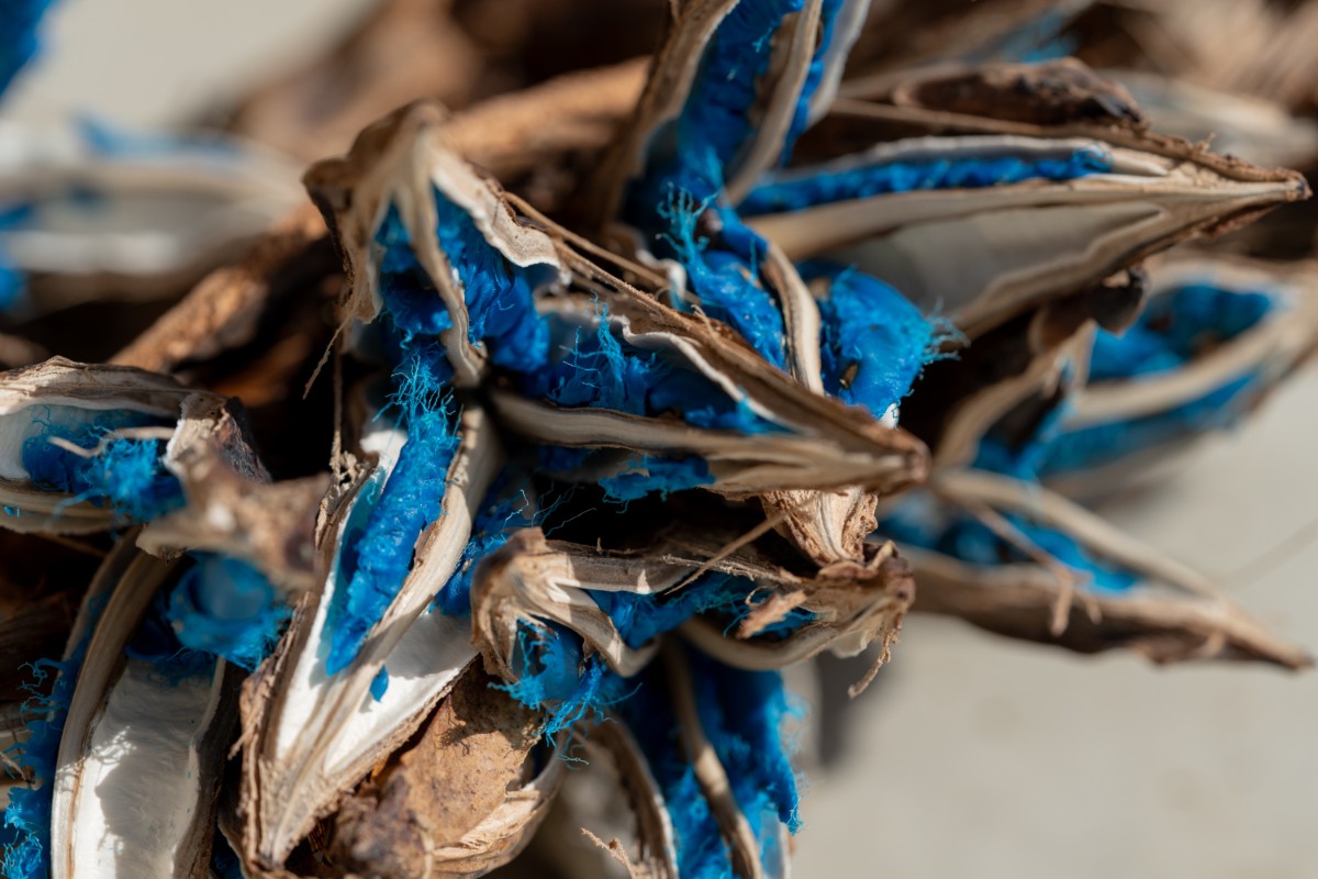 芭蕉の家/タビビトの家 - 9