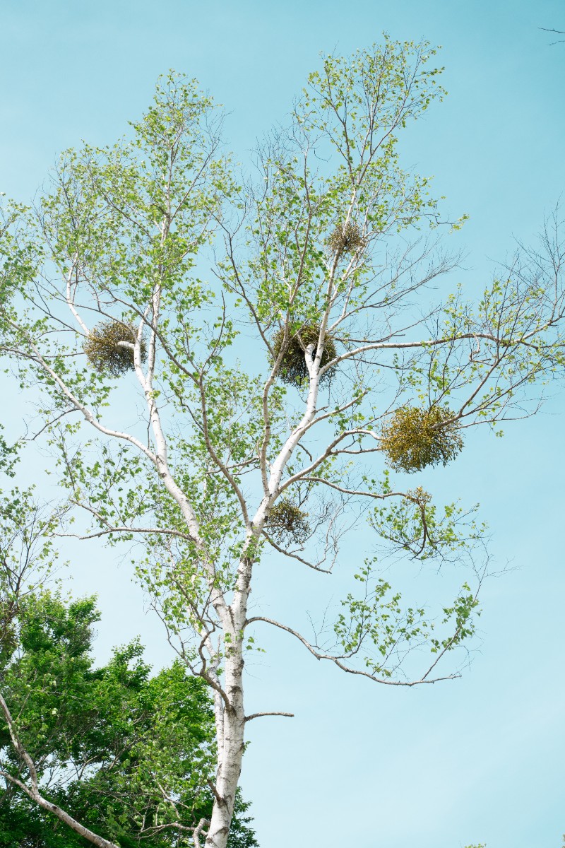 星降る山荘　七時雨山荘 - 3