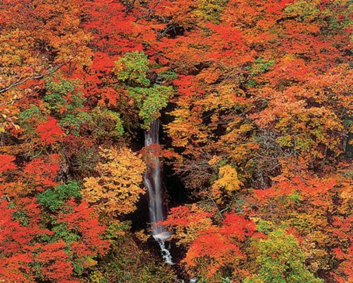 【秋限定】きのこ鍋と新米コシヒカリを楽しむ 1泊2食 - 5
