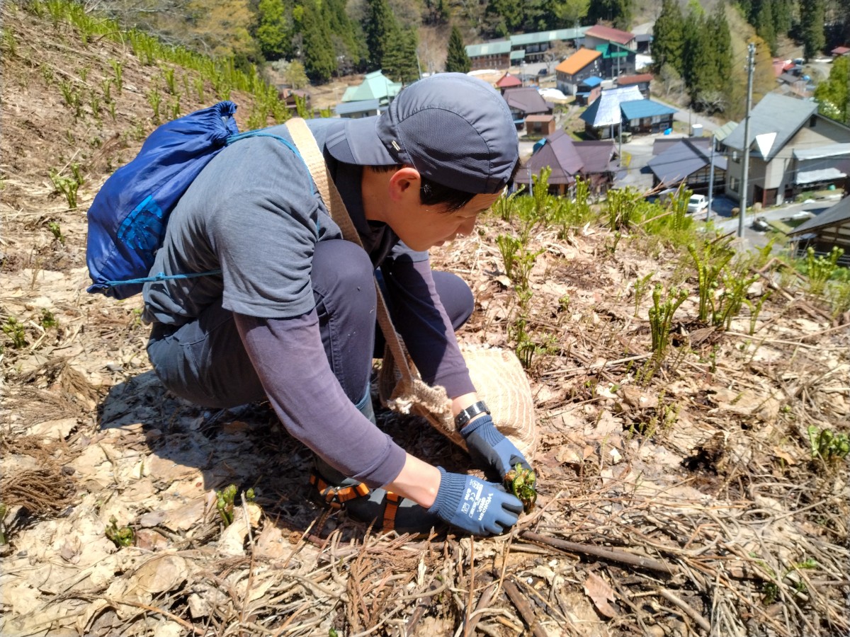 【5/23限定】山菜名人と山菜を収穫して食べる 1泊2日 - 2