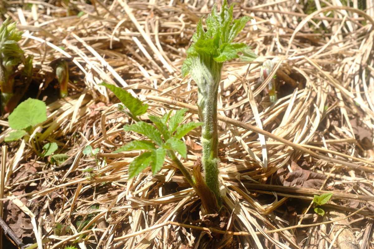 【5/23限定】山菜名人と山菜を収穫して食べる 1泊2日 - 3