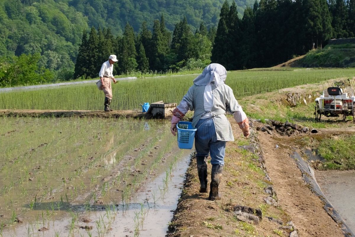 【5/30限定】結東の石垣田 田植え体験プラン 1泊2日 - 10