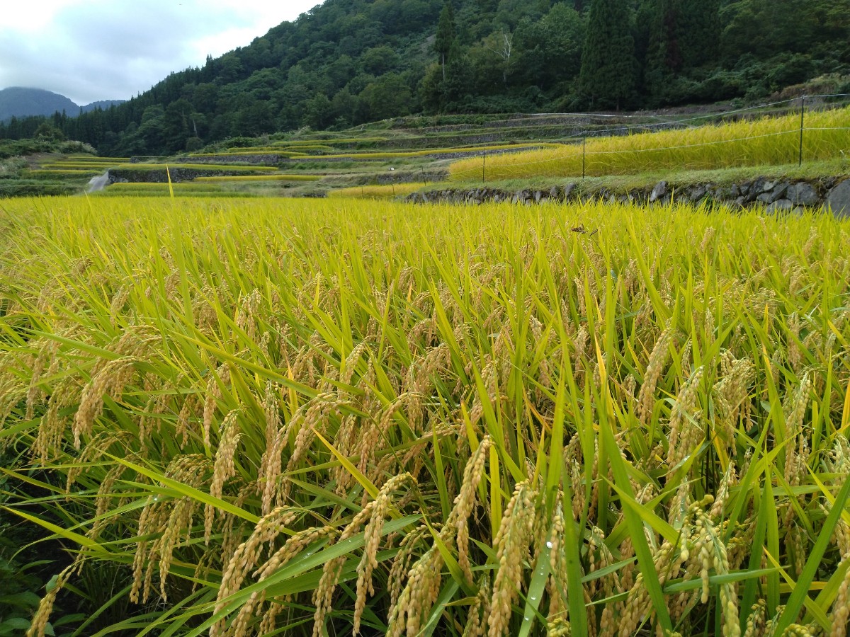 【9/26限定】結東の石垣田 稲刈り体験プラン 1泊2日 - 8