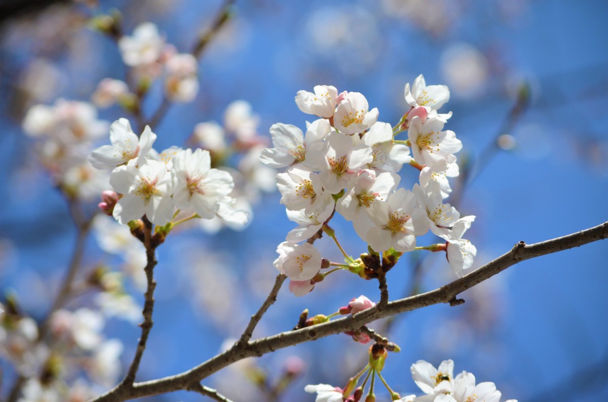 【連泊割】登山やスキーなど2日以上の滞在で10%OFFプラン - 5