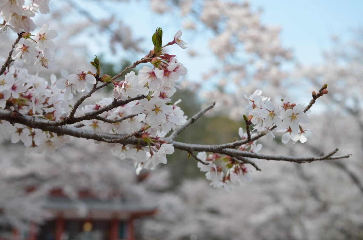 【お食事なし】蓼科観光を楽しみたい方におすすめの基本プラン - 8